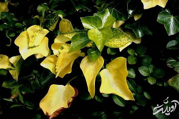 علت ریختن برگ گیاهان آپارتمانی کمبود آب در گیاه